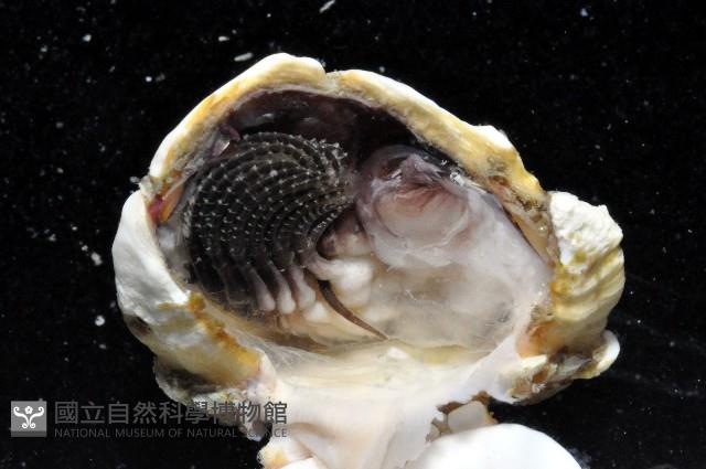 龜足茗荷(龜爪茗荷)藏品圖，第4張