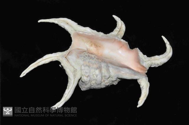 水字螺藏品圖，第4張