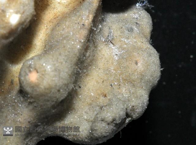 未知種鞘群海葵藏品圖，第4張