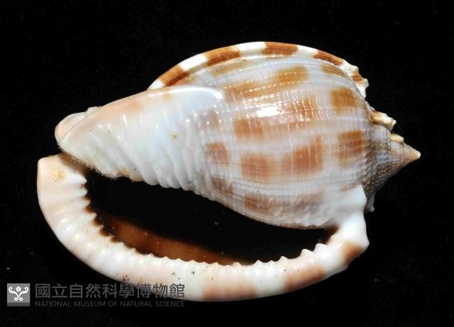 布紋鬘螺藏品圖，第4張