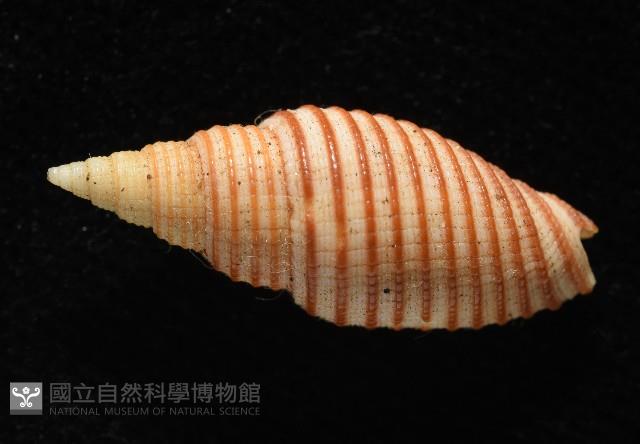 巧彫筆螺藏品圖，第4張