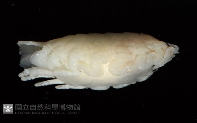 未知種縮頭水虱藏品圖，第4張
