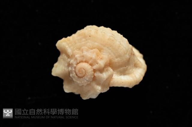 孤鴻花冠螺藏品圖，第4張