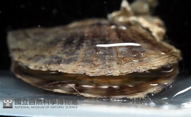黑蝶珍珠蛤藏品圖，第4張
