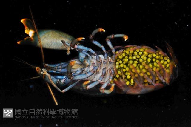 狄氏擬槍蝦藏品圖，第4張