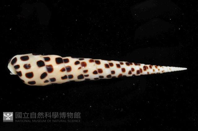 黑斑筍螺藏品圖，第4張