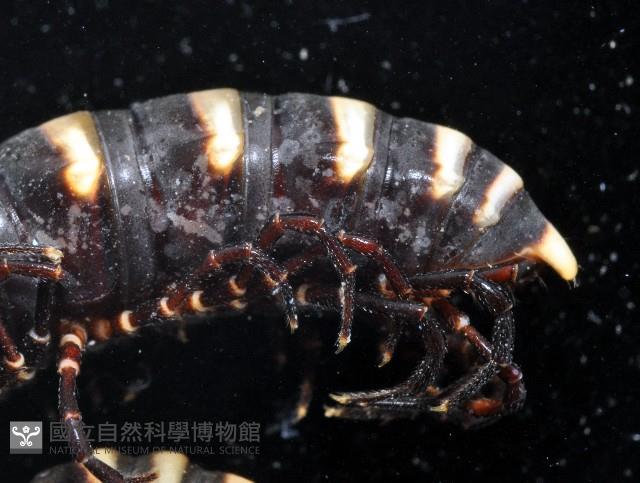 未知種似腹馬陸藏品圖，第4張