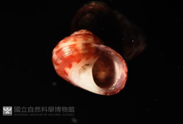 明輝蠑螺藏品圖，第4張