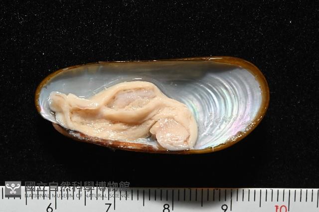 斧形深海殼菜蛤藏品圖，第4張