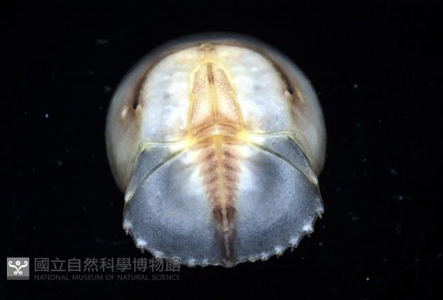 中國鱟(三刺鱟)藏品圖，第4張