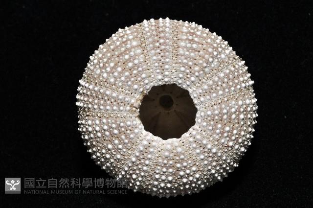 雙色角孔海膽藏品圖，第4張