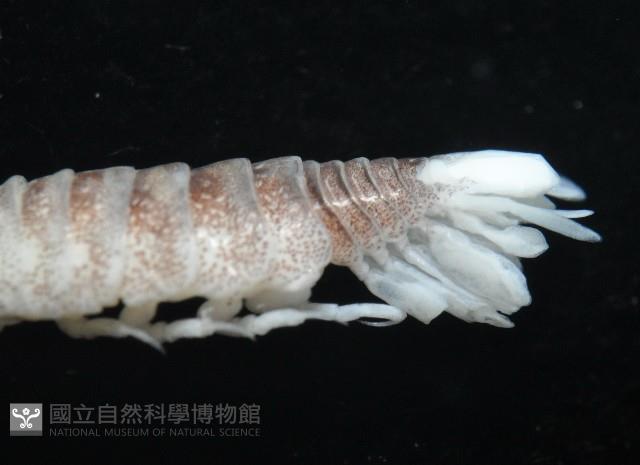 未知種浪漂水虱藏品圖，第4張