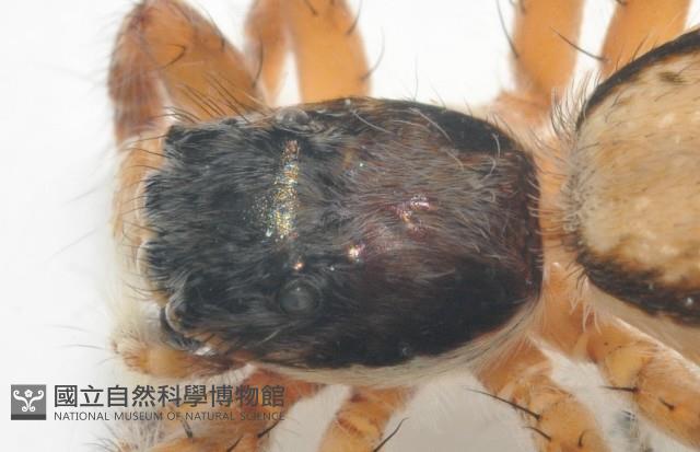 雙帶扁蠅虎藏品圖，第4張