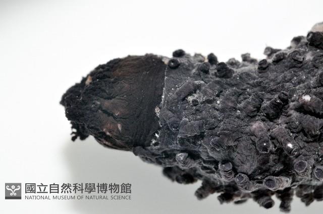 非洲異瓜參藏品圖，第4張
