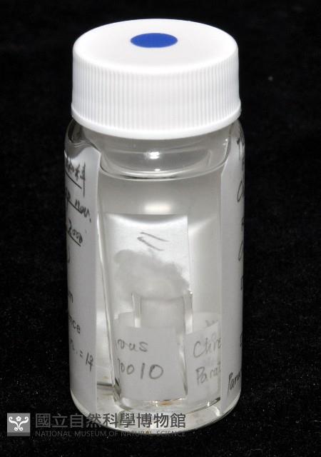 黃克羅蛛藏品圖，第4張