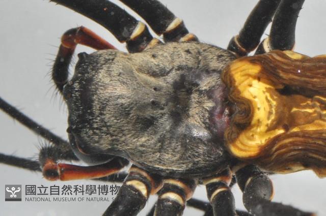 人面蜘蛛藏品圖，第4張