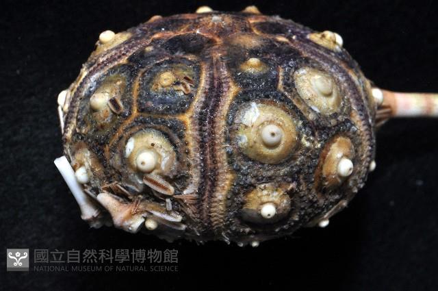 環棘柄頭帕藏品圖，第4張