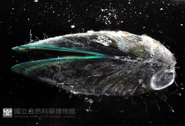 綠殼菜蛤藏品圖，第4張