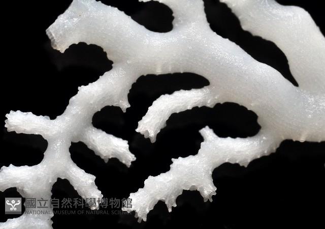 新種水螅珊瑚藏品圖，第4張