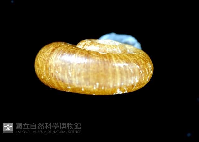 姬臺灣山蝸牛藏品圖，第4張