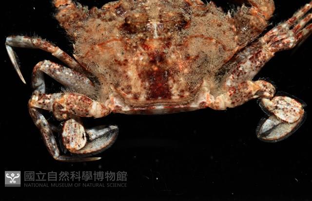 顆粒蟳藏品圖，第4張