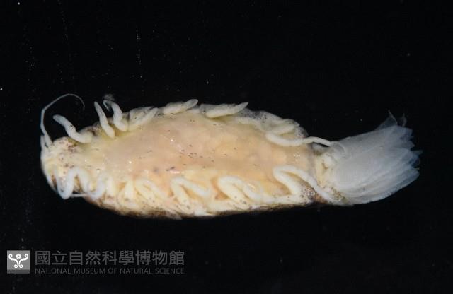 未知種狹長水虱藏品圖，第4張