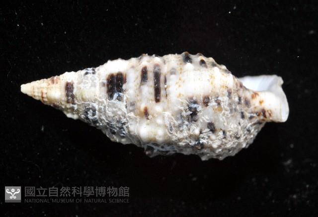 白葚蟹守螺藏品圖，第4張