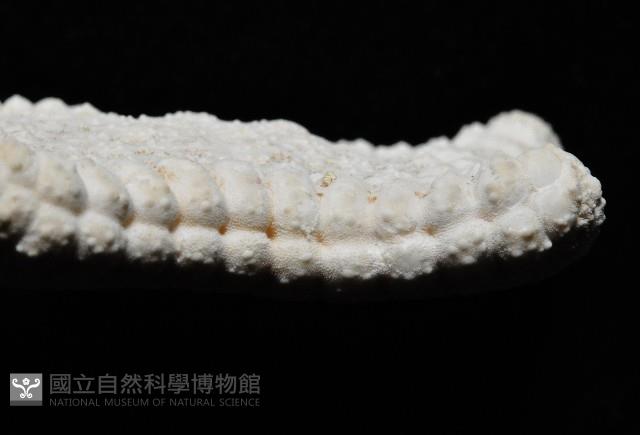 麵包海星(饅頭海星)藏品圖，第4張