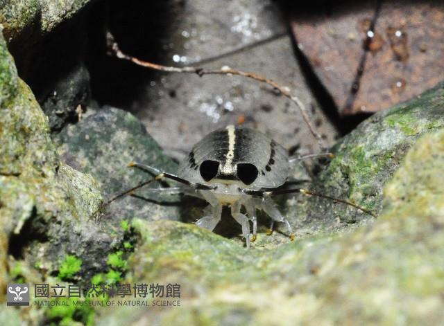 台灣海蟑螂藏品圖，第4張