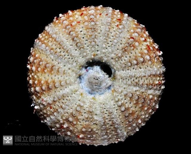 雙色角孔海膽藏品圖，第4張