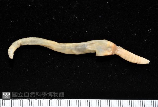 黃氏遠環蚓藏品圖，第4張