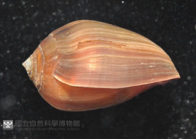 核耳螺(鼬耳螺)藏品圖，第4張