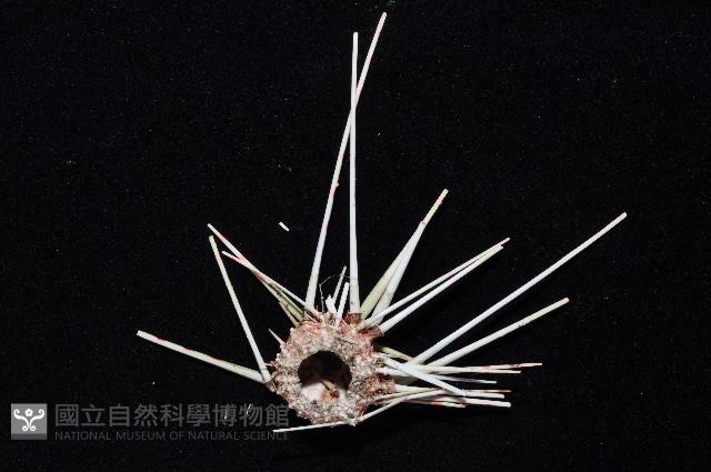 浪腔海膽(波紋腔海膽)藏品圖，第4張