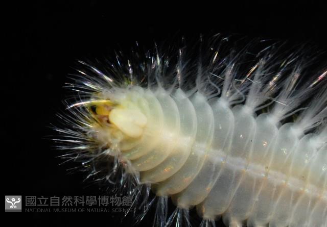 未知種仙蟲藏品圖，第4張