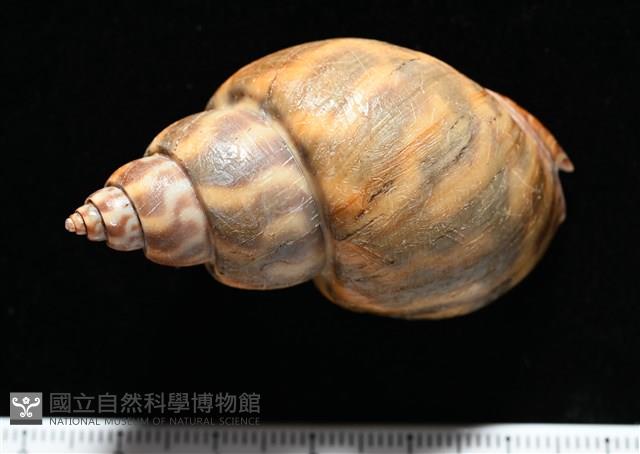 臺灣鳳螺藏品圖，第4張