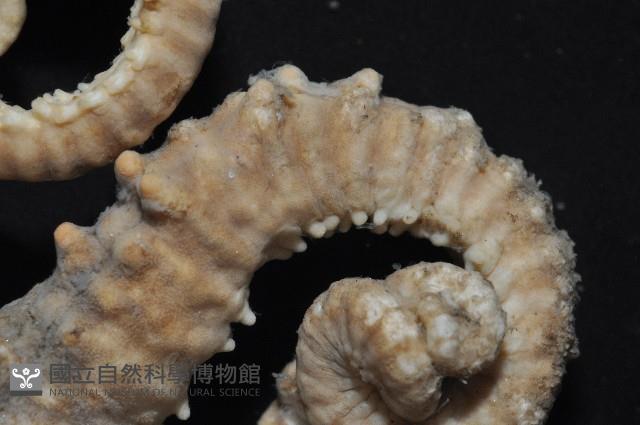 鞭枝蛇尾藏品圖，第4張