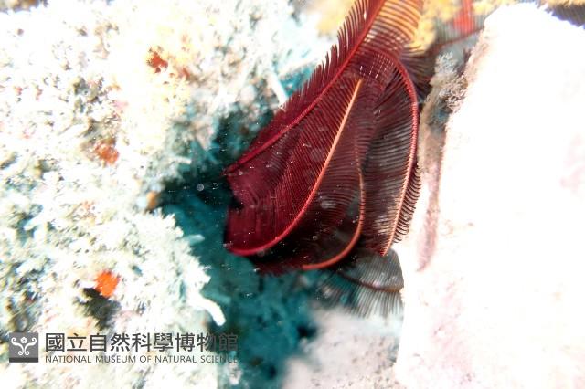 餘刺短羽枝藏品圖，第4張