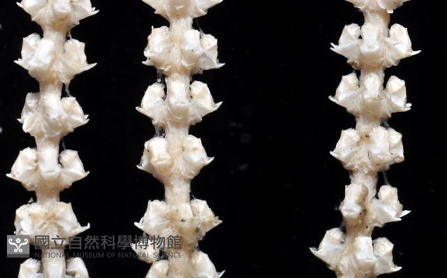 深海原軟珊瑚之一種藏品圖，第4張