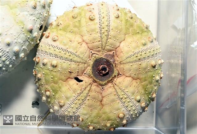裸隱肛海膽藏品圖，第4張