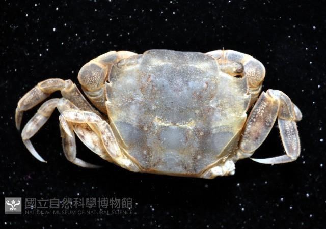 絨毛(螯)近方蟹藏品圖，第4張
