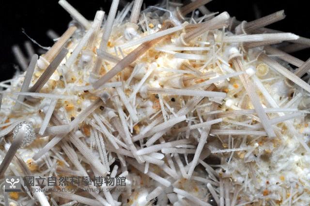 芮氏刻肋海膽藏品圖，第4張