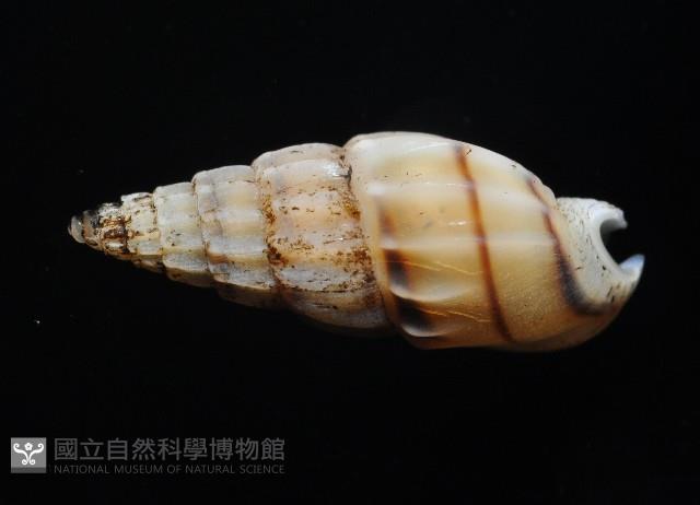 百肋織紋螺(暫譯)藏品圖，第4張