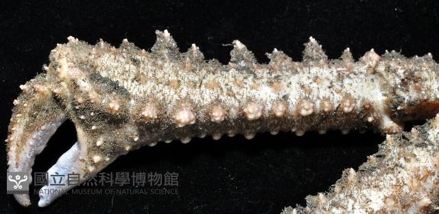 棘刺菱蟹藏品圖，第4張