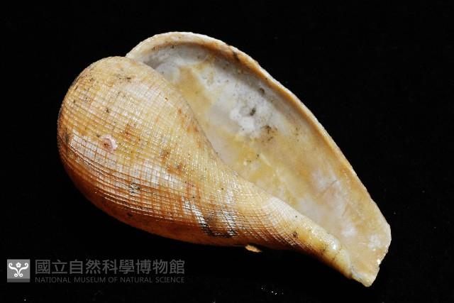 麻布枇杷螺藏品圖，第4張