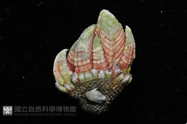 龜足茗荷(龜爪茗荷)藏品圖，第4張