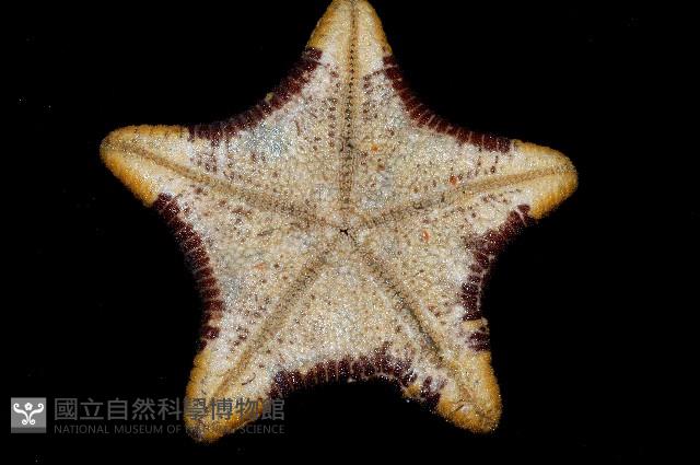 糙五角海星藏品圖，第4張