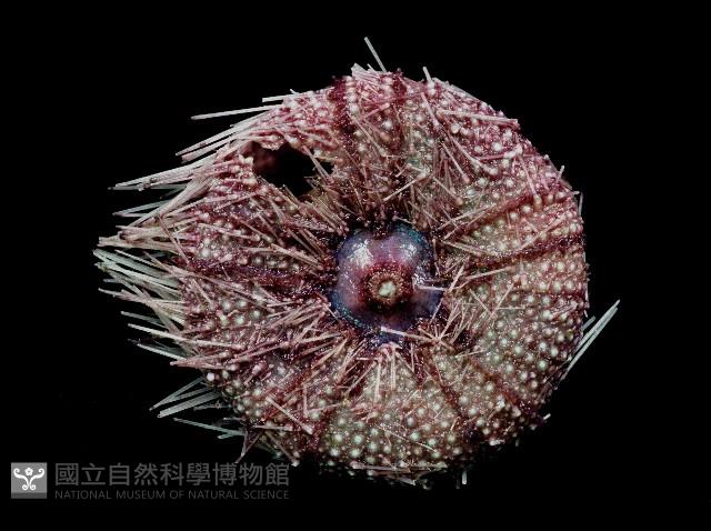 藍紫小肛海膽藏品圖，第4張