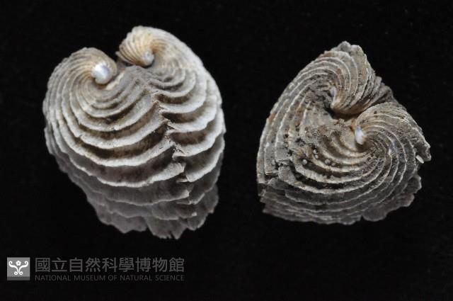 龍王圈心蛤藏品圖，第4張