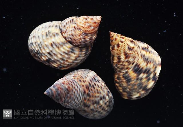 居間(半調子)玉黍螺藏品圖，第4張