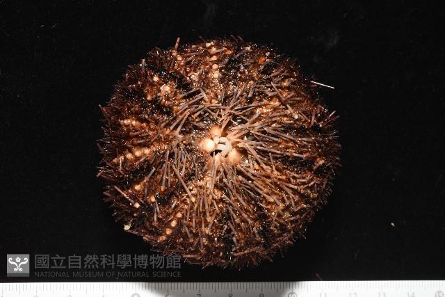 魯氏硬海膽藏品圖，第4張
